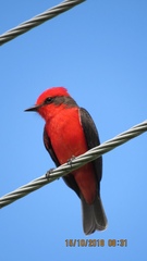 Pyrocephalus rubinus piurae