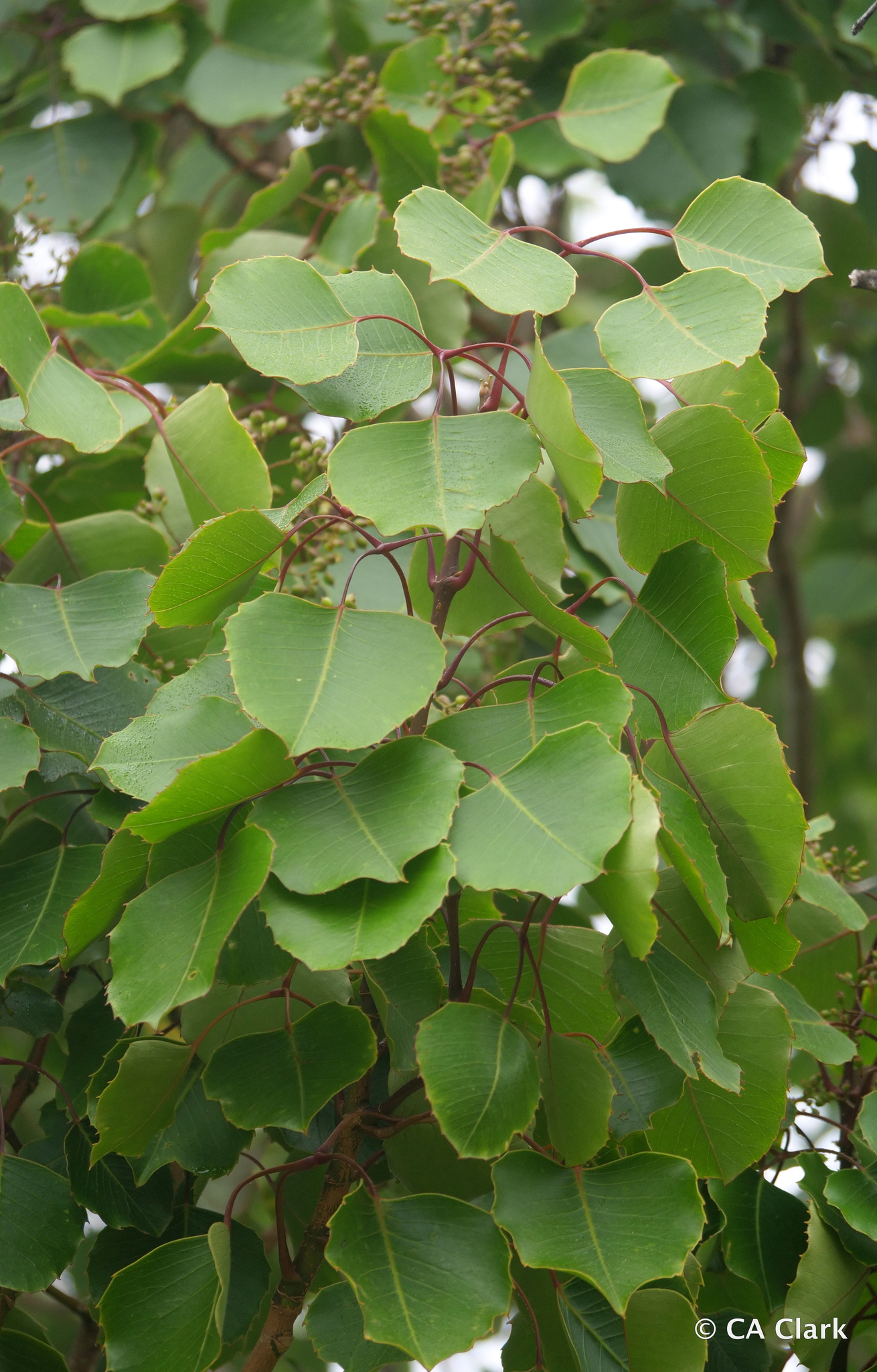 Cheirodendron fauriei