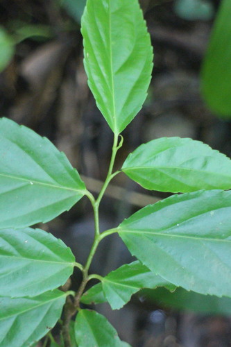 Flacourtia rukam