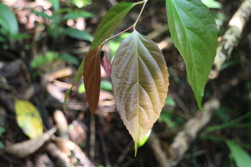 Flacourtia rukam