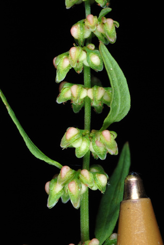 Rumex conglomeratus