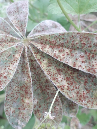 Uromyces renovatus · iNaturalist