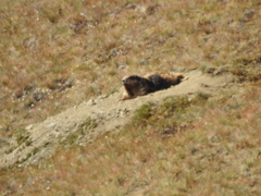 Marmota olympus