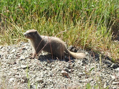 Marmota olympus