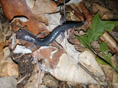 Plethodon metcalfi
