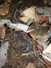 Plethodon metcalfi