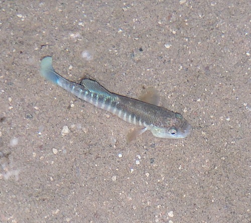 Plains Killifish