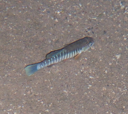 Plains killifish (Fundulus zebrinus) — Fundulidae — 5