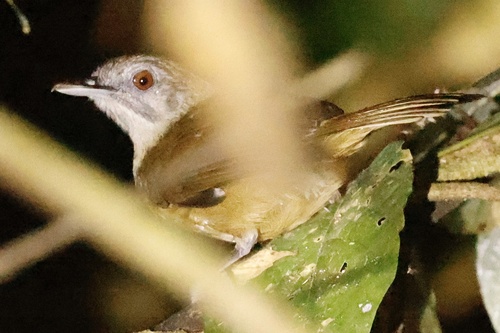 iNaturalist image