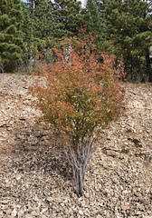 Acer grandidentatum