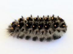 Lophocampa roseata