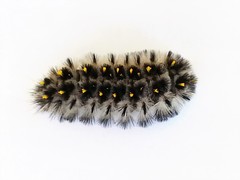 Lophocampa roseata