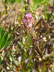 Castilleja parviflora olympica