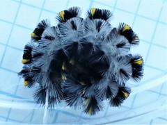 Lophocampa roseata