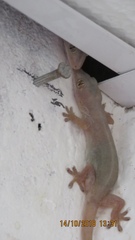 Hemidactylus frenatus