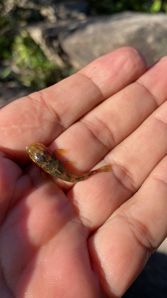 Parotocinclus bahiensis