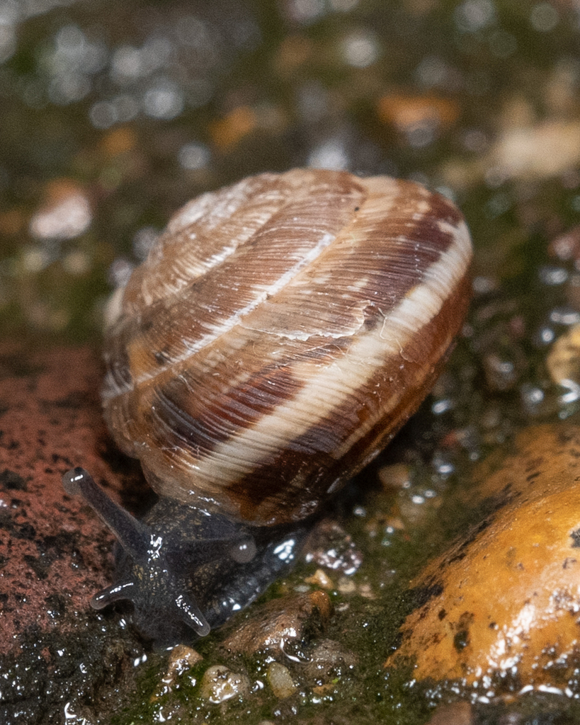 Wrinkled Snail