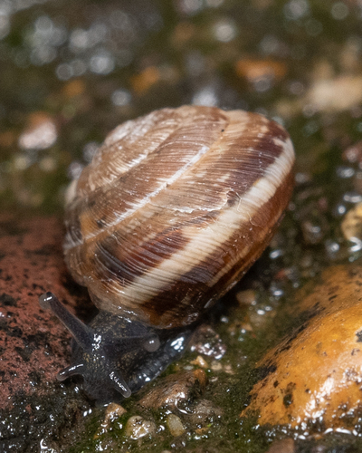 Wrinkled Snail
