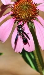 Zethus spinipes variegatus