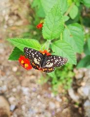 Chlosyne melitaeoides