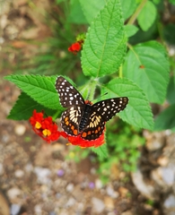 Chlosyne melitaeoides