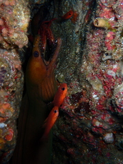 Slenderjaw Moray photo 2