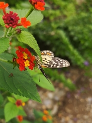 Chlosyne melitaeoides