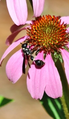 Zethus spinipes variegatus