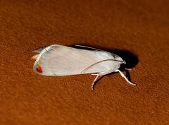 Dichogama amabilis