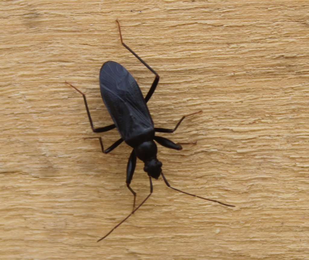 Zeropamera
