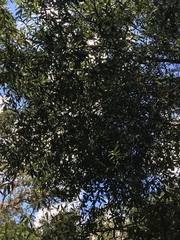 Quercus chapmanii