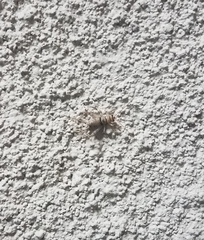 Gryllodes sigillatus