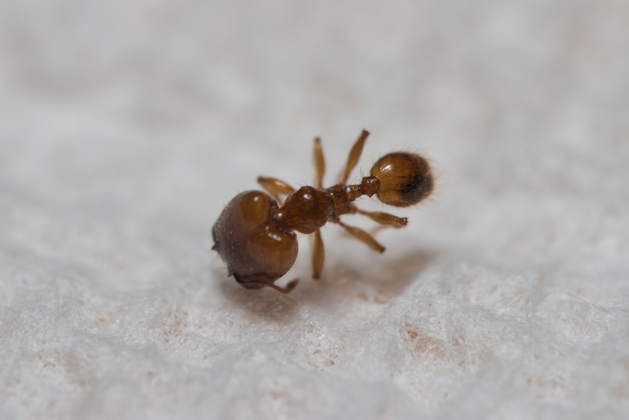 Pheidole unicornis