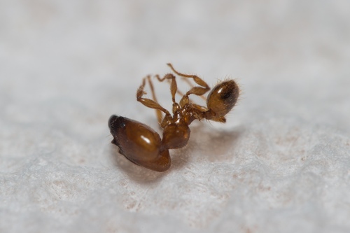 Pheidole unicornisPheidole unicornis