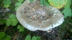 Catathelasma ventricosum