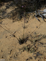 Heliophila carnosa