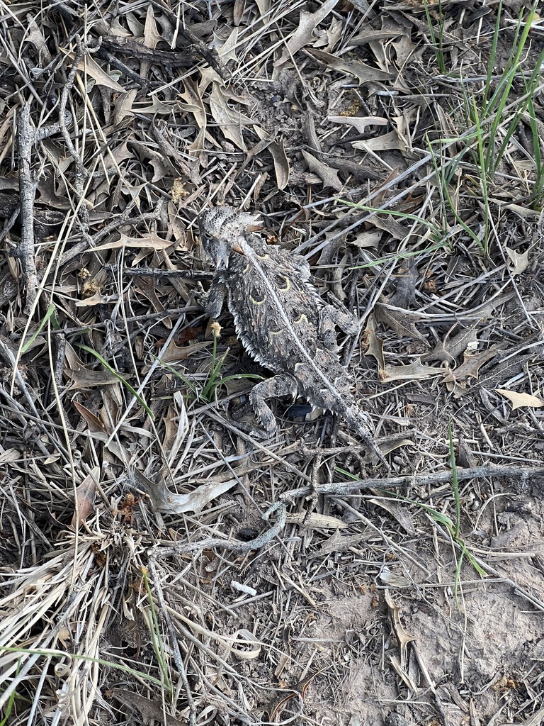 April Lizard Texas Horned Lizard in April 2023 by shipmanc99. Appeared healthy and I ...