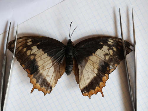 Charaxes protoclea protonothodes