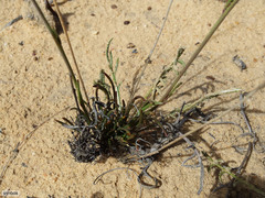 Heliophila carnosa