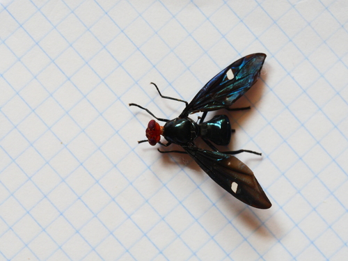 Clitodoca fenestralis