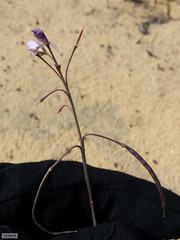 Heliophila carnosa