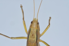 Neoconocephalus maxillosus