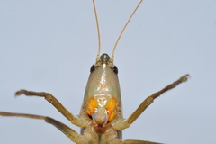 Neoconocephalus maxillosus