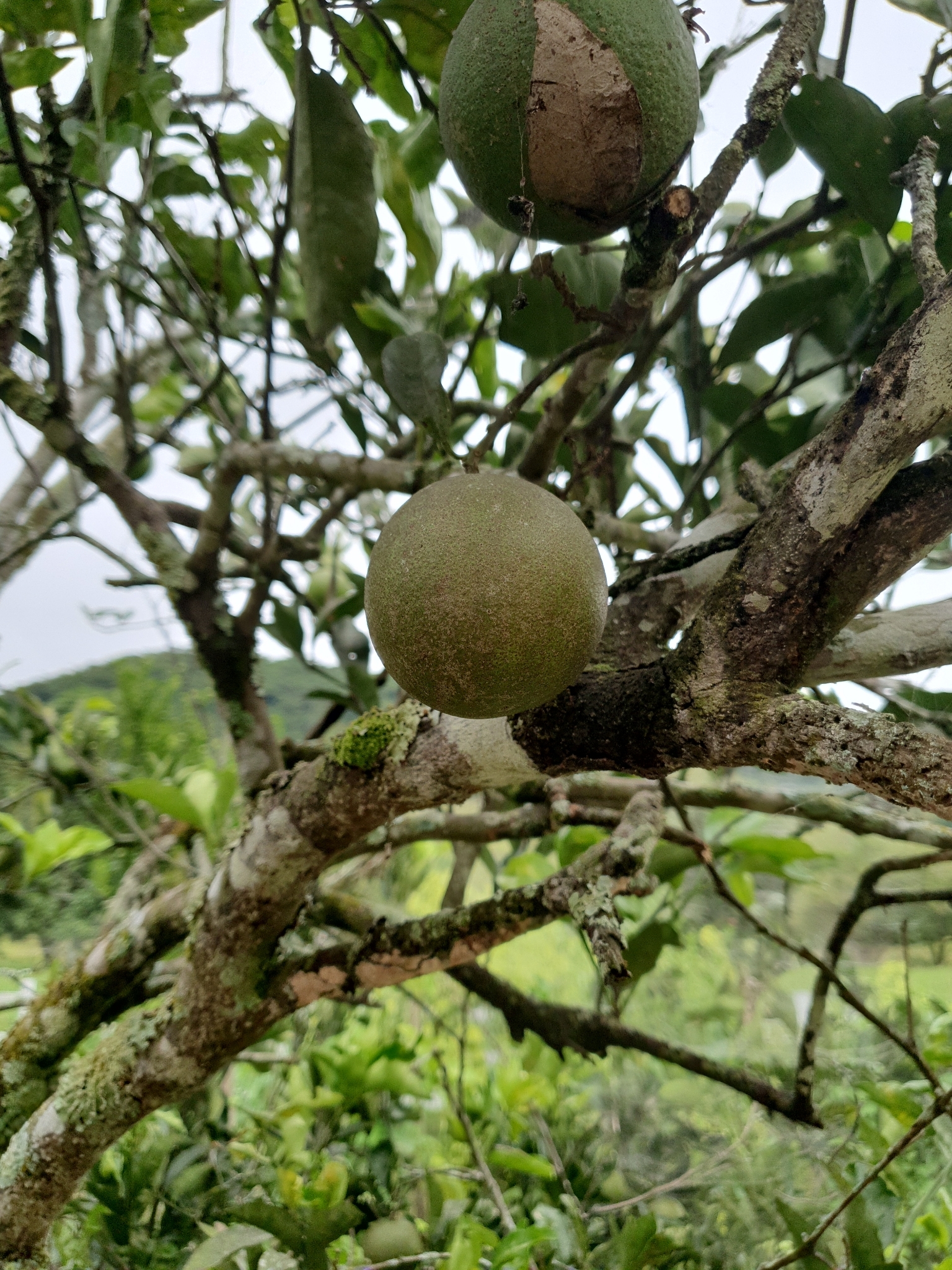Crescentia cujete