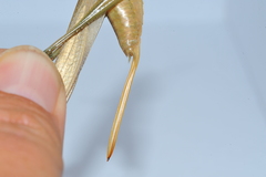 Neoconocephalus maxillosus