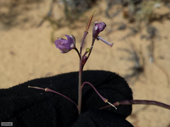 Heliophila carnosa