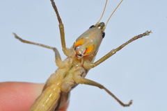 Neoconocephalus maxillosus