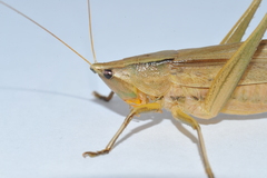 Neoconocephalus maxillosus