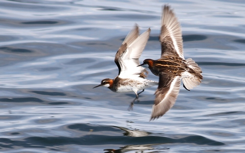 Red-necked Phalarope