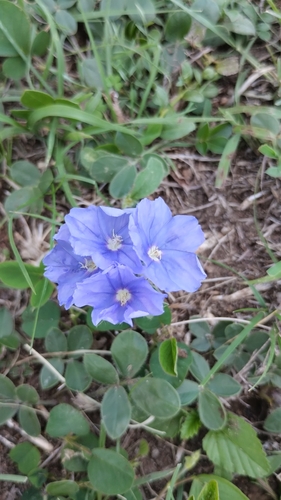 Image of Evolvulus Azul (Evolvulus glomeratus) by no rights reserved